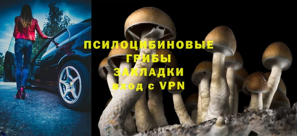 прущие грибы Лабытнанги