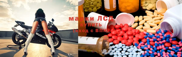 прущие грибы Лабытнанги